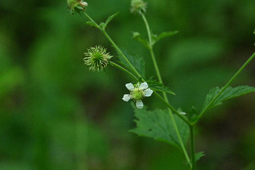 2025-07049364 Acton Arboretum, MA.JPG - White Avens. Acton Arboretum, MA, 7-4-2025